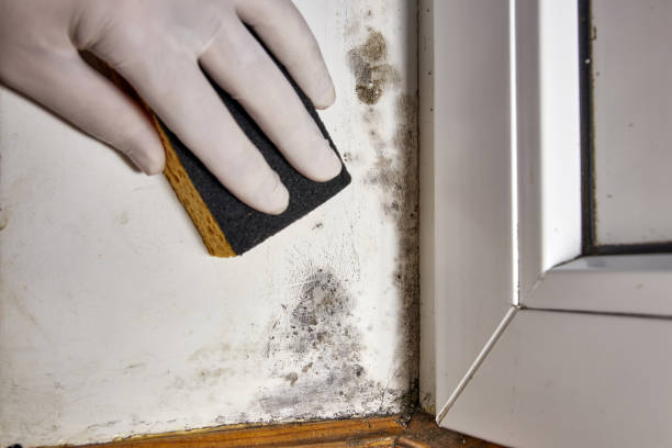 Mold Remediation for Rental Properties in North Gates, NY